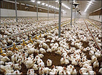 Brazilian Investors Eye EGP10 billion Investments in Egypt’s Poultry ...