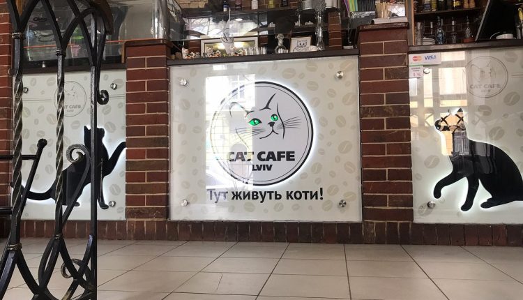 Lviv’s Cat Café