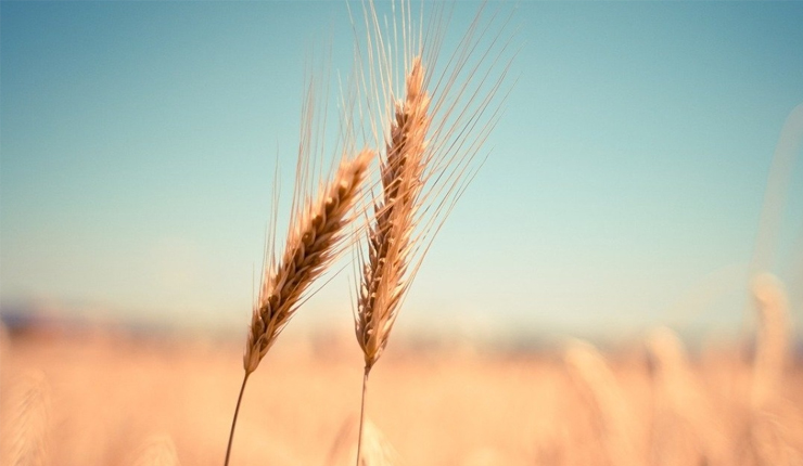 Egypt's GASC seeks wheat in international tender from 5 origins