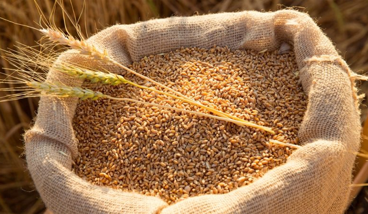 Egypt local wheat