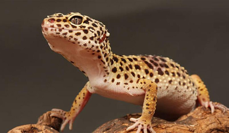 Egyptian gecko