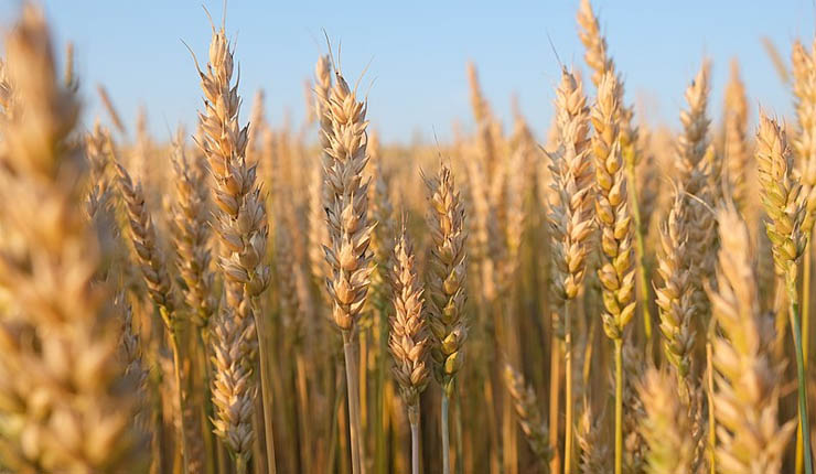 Egypt aims to produce 70% of local wheat by 2030