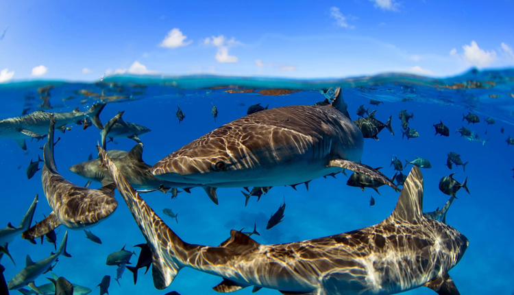 Sharks and fish swimming below the water surface