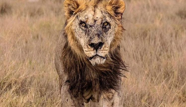 Oldest lion in Africa, Loonkiito