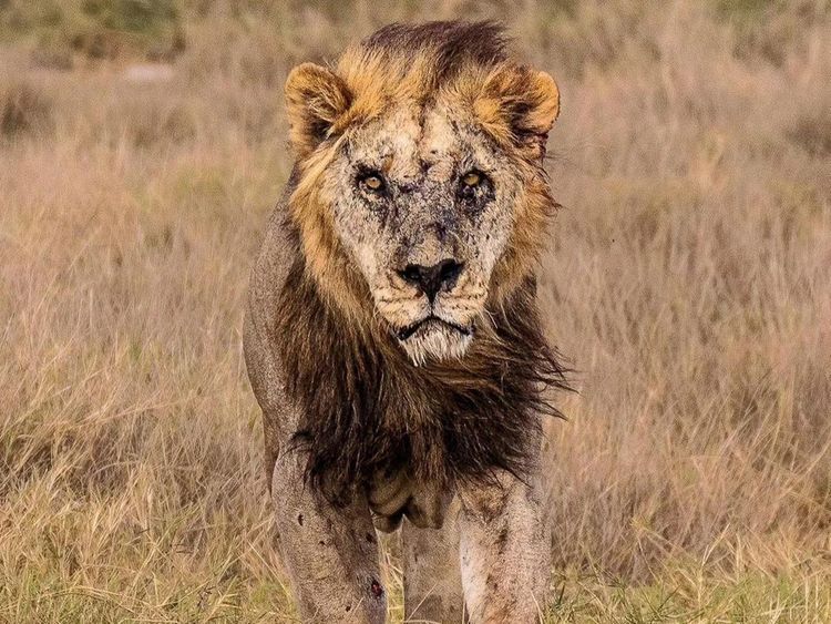 Oldest lion in Africa, Loonkiito