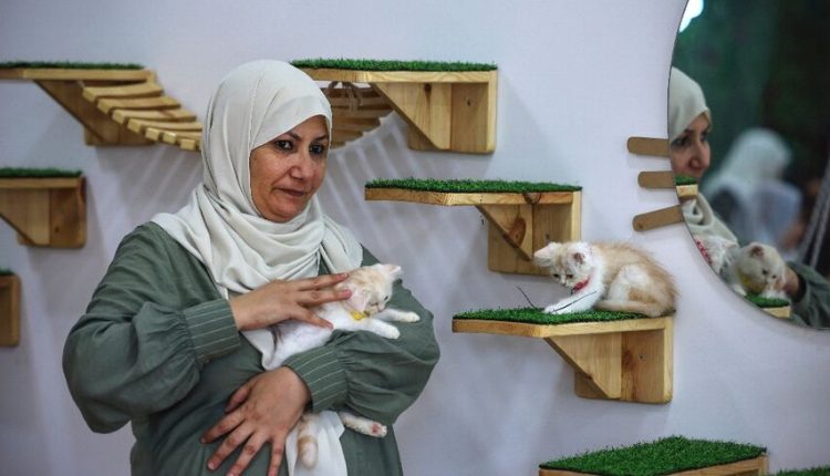 Cat cafe Palestine Gaza