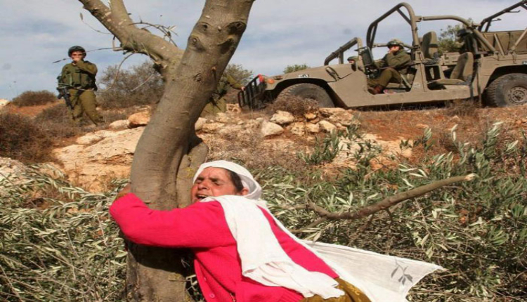 Palestinian olive trees