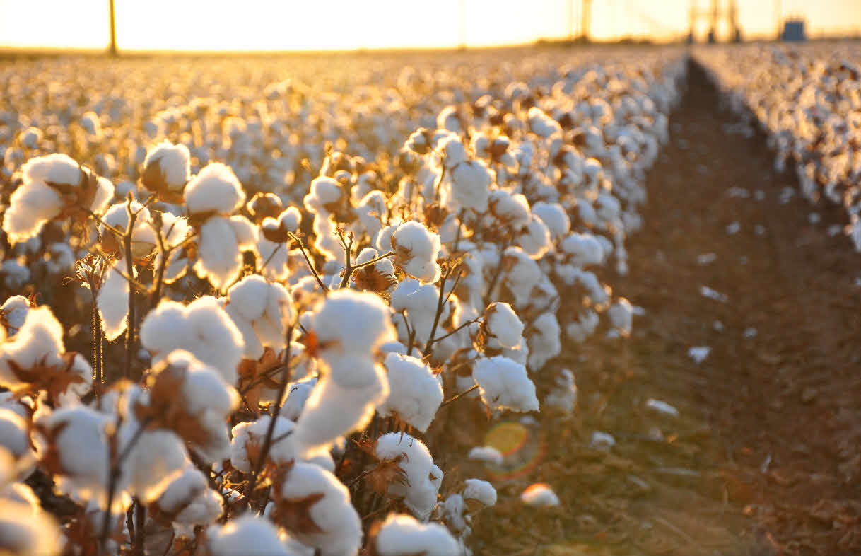 cotton
