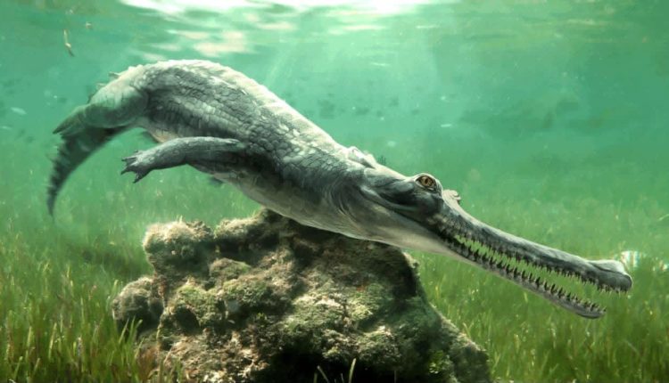 Egypt crocodile